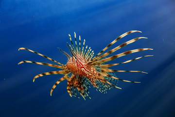 A predatory Pterois volitans swims in search of food in blue water.