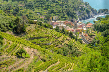 Landscape with vines on the hillside in the National park of Cinque Terre, Italy