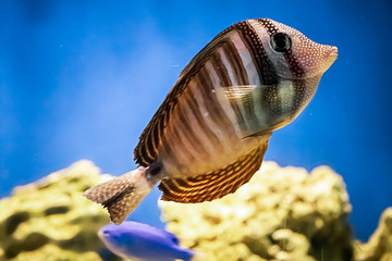 A beautiful marine coral fish Zebrasoma veliferum swims near a reef.