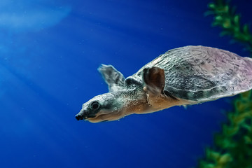 Sea turtle Carettochelys insculpta swims in blue water among algae