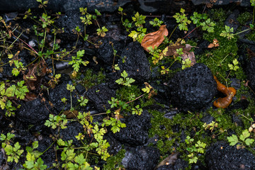 green moss on a coal stone