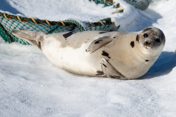 An adult harp seal lays on white snow with crap traps in the background. The animal has a light silver grey coat with black spots. The animal's head is raised. It has long whiskers and sharp flippers.