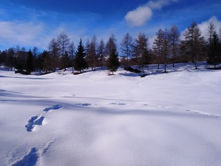 Fototapeta na wymiar in winter forest