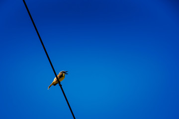 P&aacute;jaro cantando en ambiente urbano