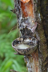 The Traditional Pine Tree Sap Collection Process.