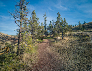 Fototapeta na wymiar A trail in a semi desert environment with trees bushes grass and weeds on the Leaf Hill Trail in the John Day Fossil Beds Painted Hills Unit in Mitchell Oregon.