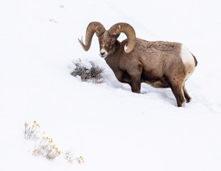 Bighorn Sheep (Ovis canadensis), Yellowstone National Park, USA