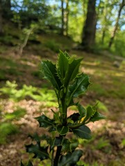 green plants in the garden