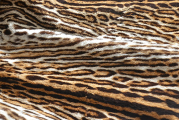 feline fur coat