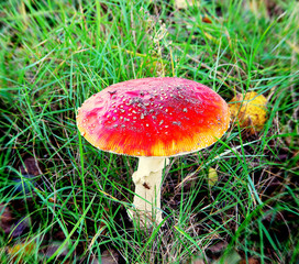 a beautiful fly agaric on a meadow, Amanita muscaria