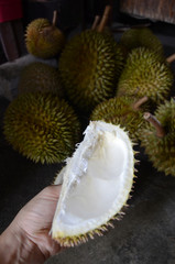 Fototapeta premium Durians are the most famous of Malaysian fruits due to their powerful aroma, distinctive taste & custardy texture. Drinking salt water from the durian husk, believes reducing toxins and heatiness.