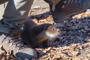 Orphaned and hand reared otter baby in a wildlife rescue center