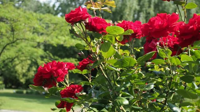 Bunch of beautiful blooming flowers of red rose (SANTANA - TANTAU 1985) in botanical garden in HD VIDEO. Illuminated by sunlight. Close-up.