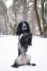 cute spotted speckled dappled black grey dog russian spaniel on a walk in snow in winter park
