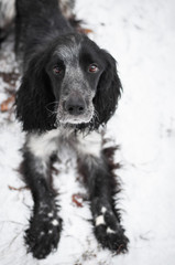 cute spotted speckled dappled black grey dog russian spaniel on a walk in snow in winter park