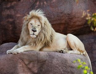 African Lion Panthera Leo Africa Big Cat Rock