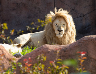 African Lion Panthera Leo Africa Big Cat Sun