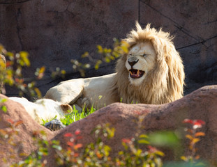 African Lion Panthera Leo Africa Big Cat Funny Face