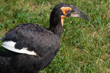 Southern Ground Hornbill Bucorvus Leadbeateri Africa Close Up