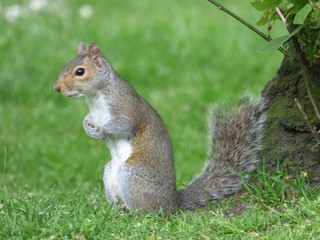 squirrel eating nut