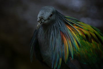 Nicobar Pigeon Caloenas Nicobarica Close Up