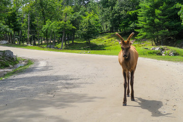 A young white-tailed deer walking in the middle of a road in quebec near montreal