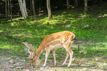 Naklejka na ściany i meble Beautiful male fallow deer with nice antlers eating in the forest in canada
