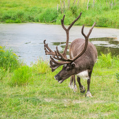 Reindeer with impressive antlers walking on the grass in a park in Canada