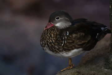 Mandarin Duck Aix Galericulata Bird