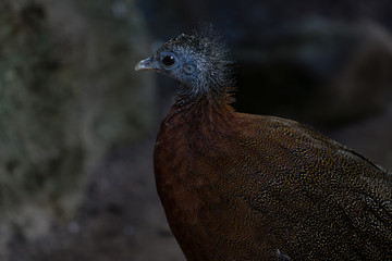 Great Argus Argusianus Bird Portrait Close Up