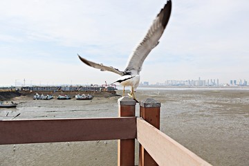 갈매기의먹이사냥입니다