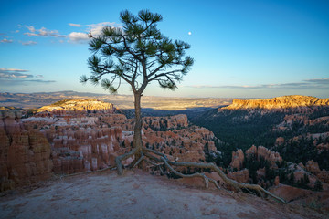 hiking the rim trail in bryce canyon national park, utah, usa
