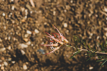 close-up of semperflorens mallee dawn grevillea plant outdoor