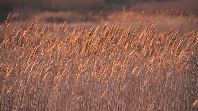 Bird Sanctuary, Newport Rhode Island, landmark of New England coast