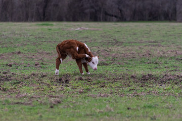 Fototapeta na wymiar Polled Hereford calf scratching his ear