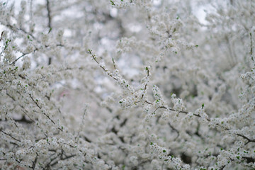 Spring bloom. White blooming bakground.