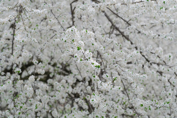 Spring bloom. White blooming bakground.