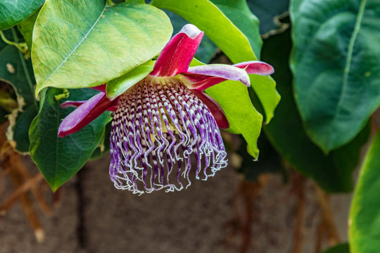 Blooming passion flower with red bloom - passiflora - on green leaves. Passiflora, known also as the passion flowers or passion vines, is a genus of about 550 species of flowering plants. Tenerife