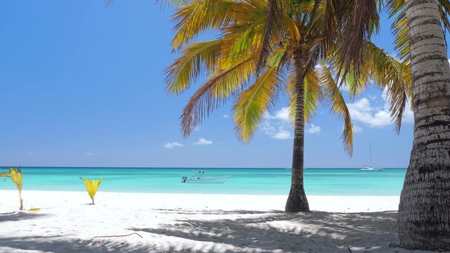Coconut palm trees on white sandy shore on caribbean island. Travel destinations. Summer vacations