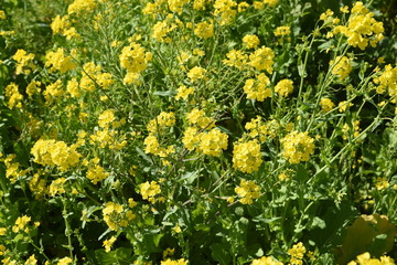 A tourist spot in spring in Japan / A rape field in Minamiizu, Shizuoka Prefecture.