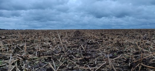 Mais Stoppelacker im Winter mit bewölktem Himmel