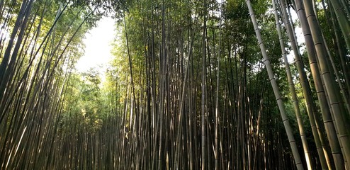 Damyang Bamboo Garden (South Korea)
