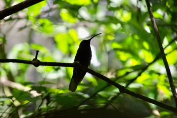 bird on a branch