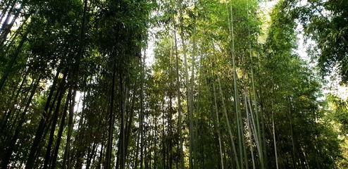 Fototapeta na wymiar Damyang Bamboo Garden (South Korea)