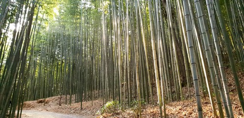 Damyang Bamboo Forest (Jukonkwon), South Korea