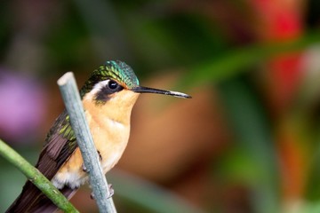 hummingbird on feeder © Ivan