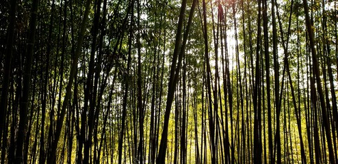 Damyang Bamboo Garden (Jukonkwon), South Korea