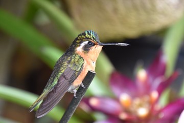 hummingbird on a feeder © Ivan