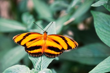 butterfly on flower