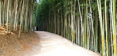 Damyang Bamboo Garden (Jukonkwon), South Korea